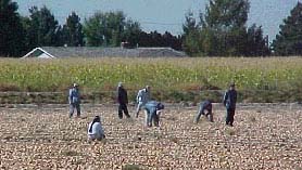Field Work